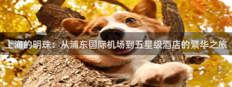 nba直播在线观看919：上海的明珠：从浦东国际机场到五星级酒店的繁华之旅